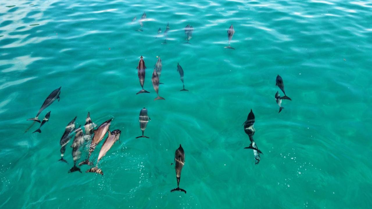 Superbe Bord De Mer, Acces Lagon Et Piscine Privee Paea Extérieur photo